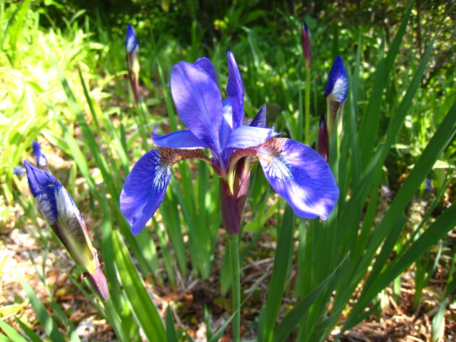 カキツバタ