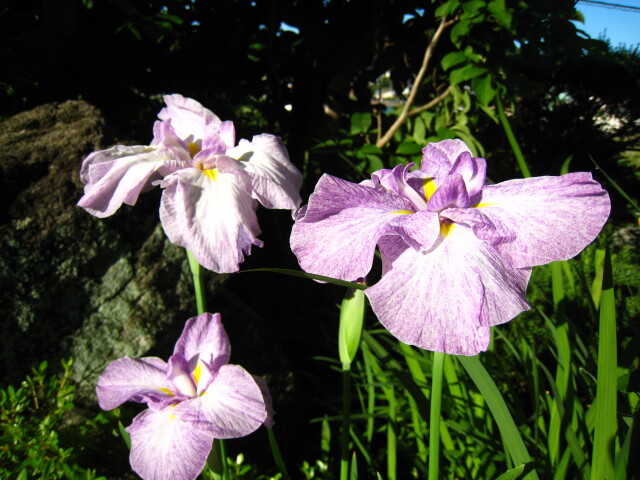 菖蒲
