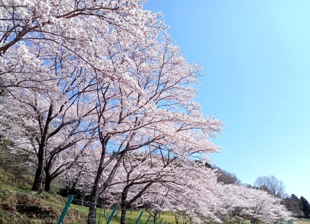 散歩道の桜