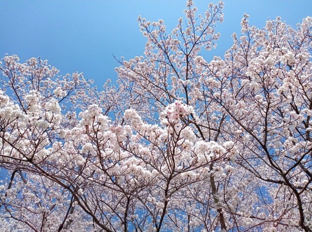 散歩道の桜