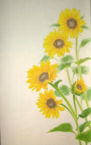 掛け軸　向日葵と猫　白木加葉