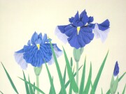 掛け軸　菖蒲　井上秀城