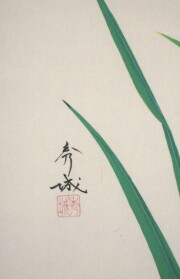 掛け軸　菖蒲　井上秀城